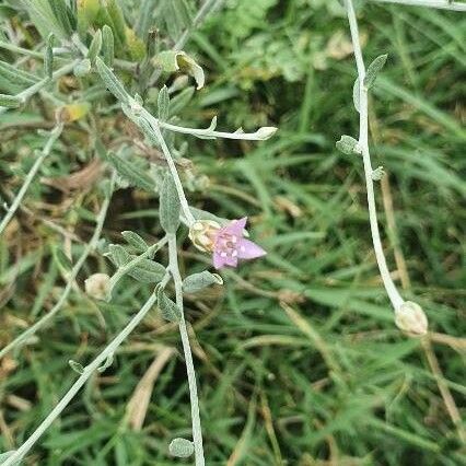Xeranthemum Cylindraceum