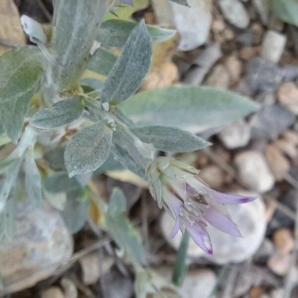 Xeranthemum Inapertum