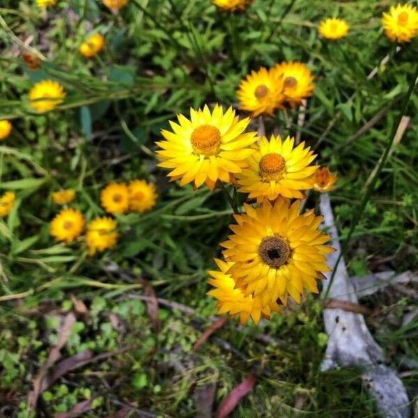 Xerochrysum Palustre