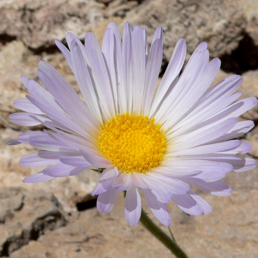 Mojave Woodyaster (Xylorhiza tortifolia Stock Photo - Alamy