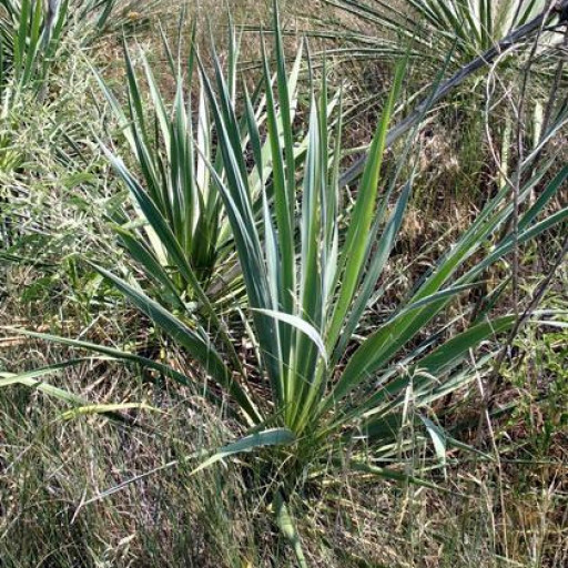 Yucca Arkansana