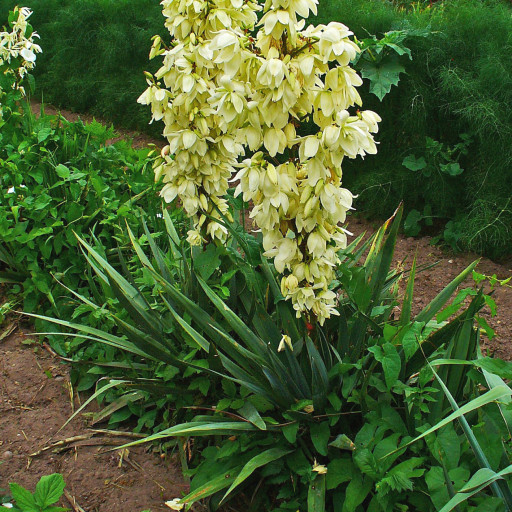 Yucca Filamentosa