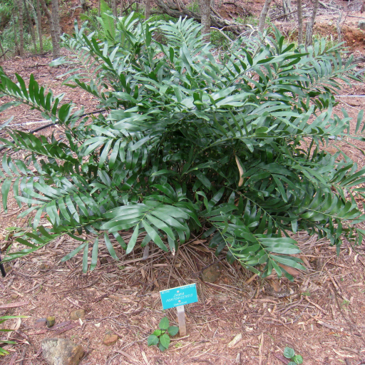 Puerto Rican Zamia