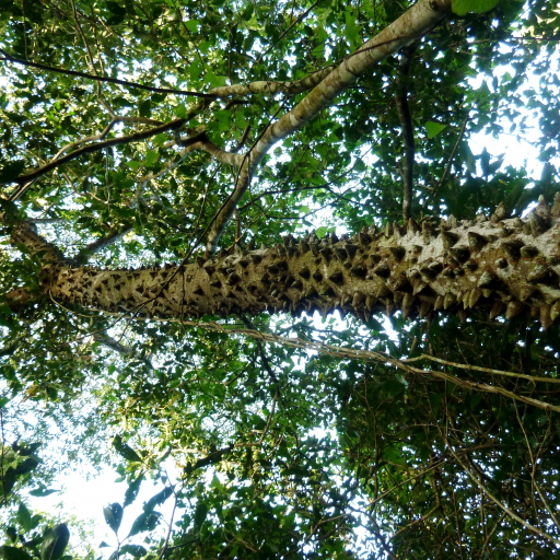 Forest Knobwood