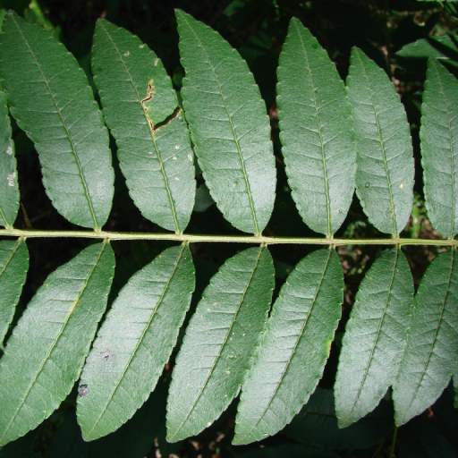 Prickly Ash (Zanthoxylum Rhoifolium) Plant Care & How to Grow, Water