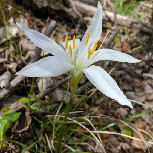 Zephyranthes Atamasco