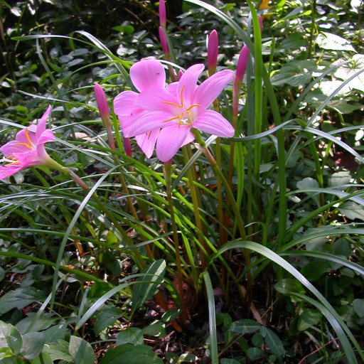 Zephyranthes Carinata
