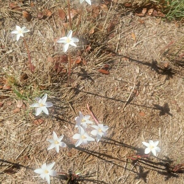 Zephyranthes Chlorosolen