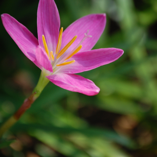 Zephyranthes Minuta