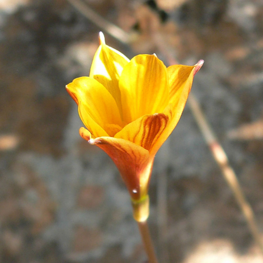 Zephyranthes Tubispatha