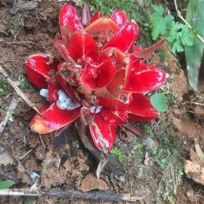 Zingiber Chrysanthum