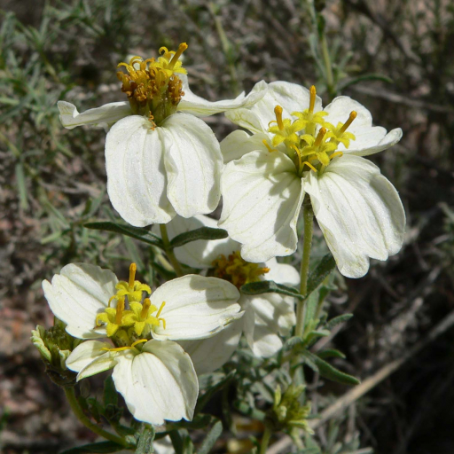 Zinnia Acerosa