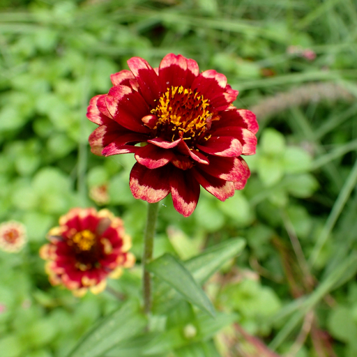 Zinnia Haageana