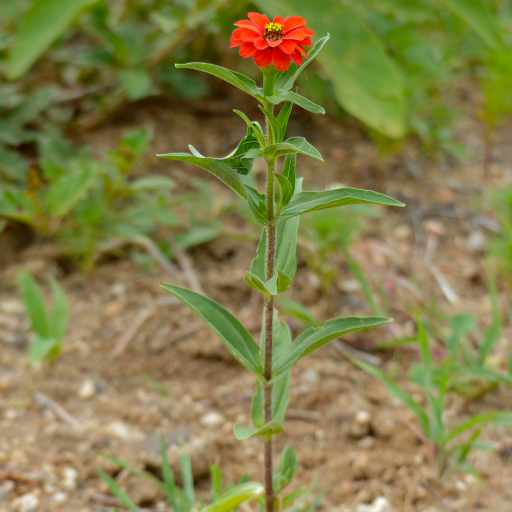 Zinnia Peruviana