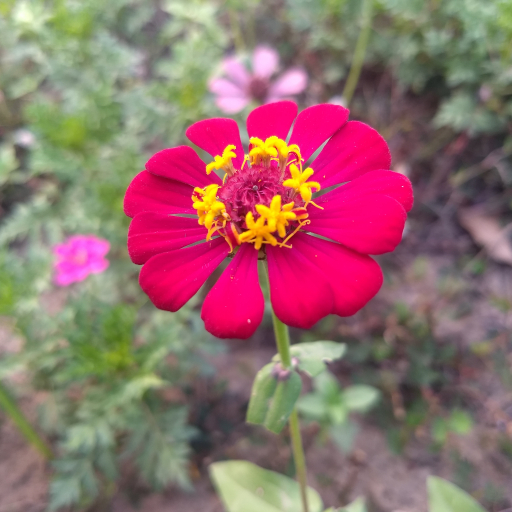 Zinnias