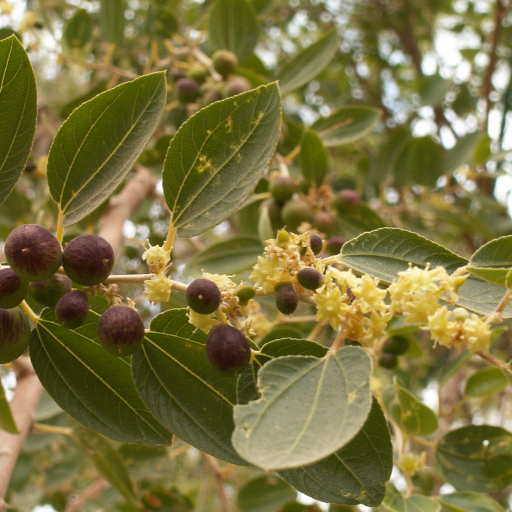 Ziziphus Spina-christi