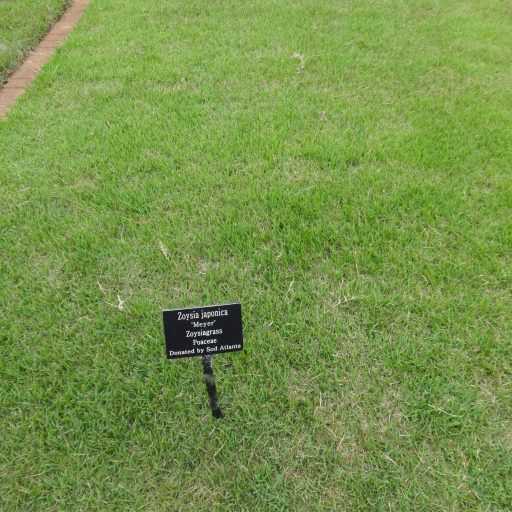 Zoysia Japonica