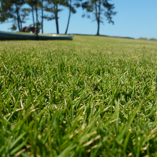 Zoysia Tenuifolia