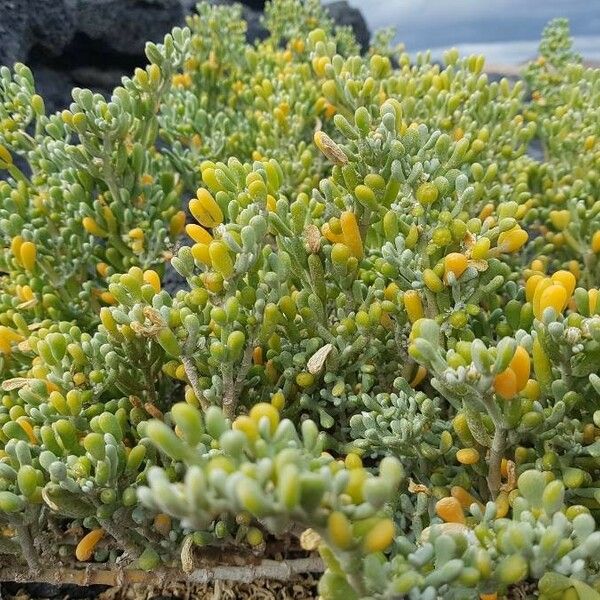 Zygophyllum Fontanesii