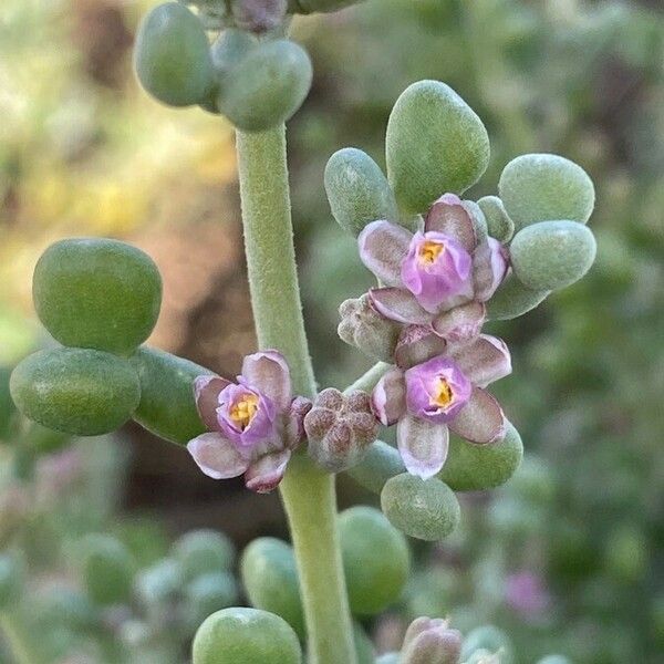 Zygophyllum Gaetulum